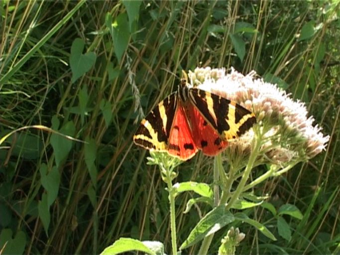 Russischer Bär ( Euplagia quadripunctaria ) : Kaiserstuhl, 21.07.2006